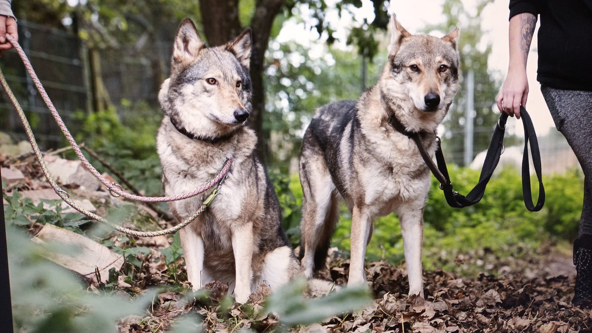 AKEELA & DRAGO