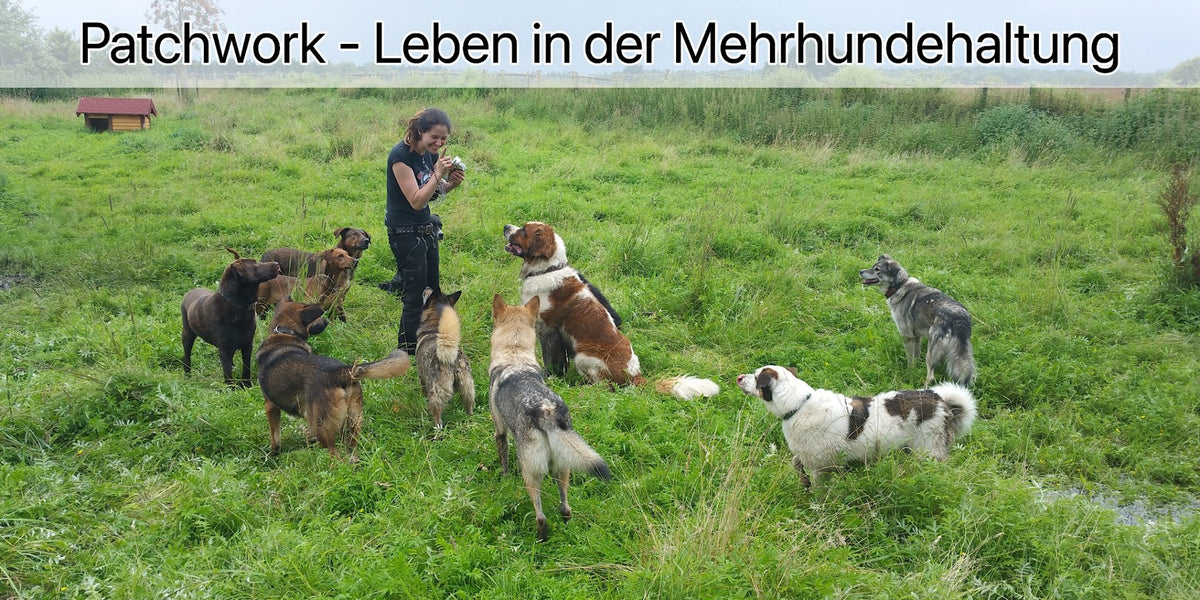 Patchwork - Leben in der Mehrhundhaltung.