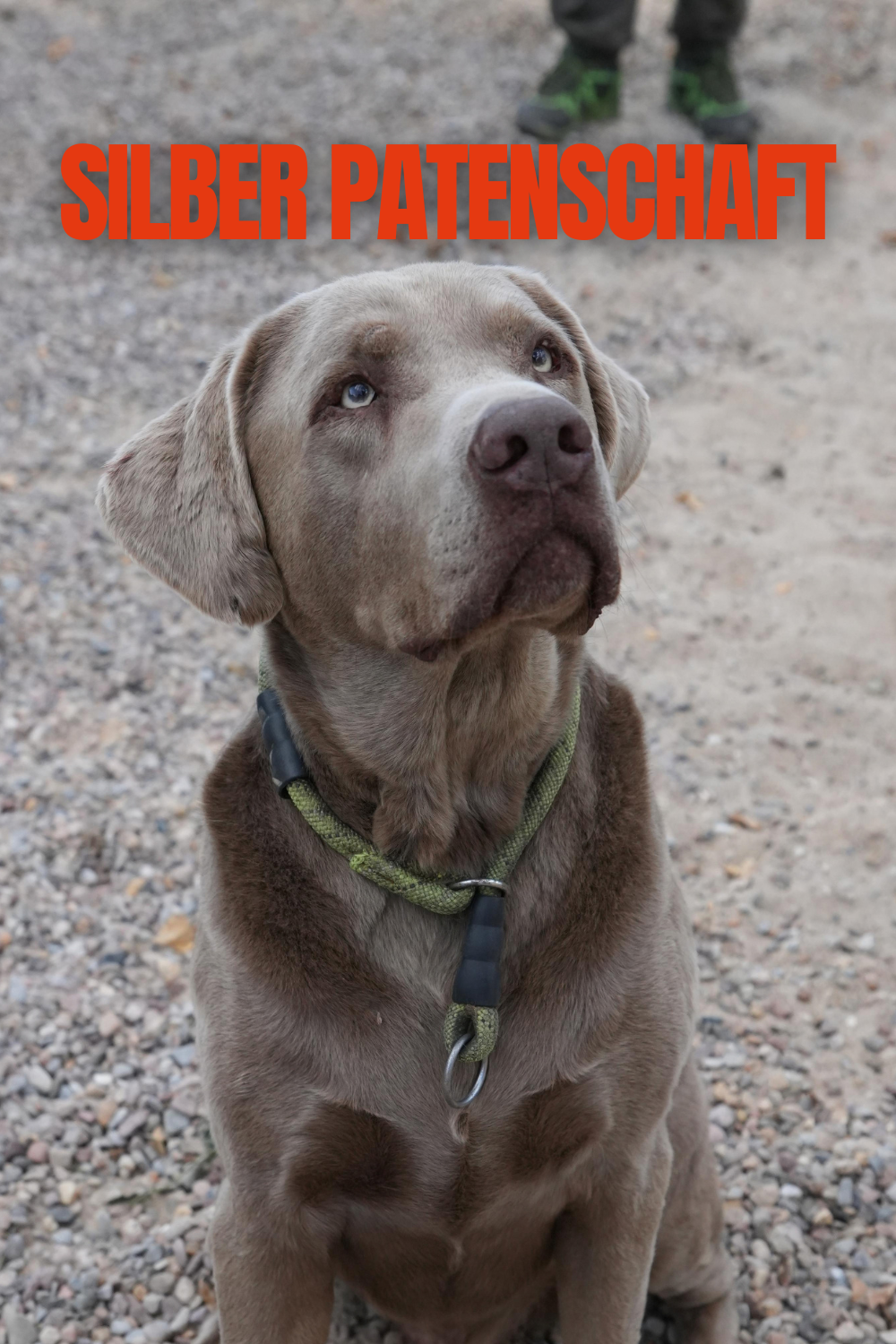 Silber Patenschaft