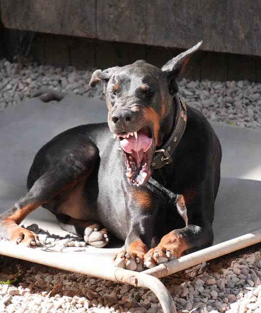 Hundehaltung muss teuer UND aufwendig werden!