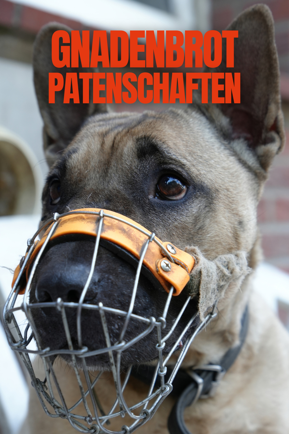 Patenschaften Gnadenbrot-Hunde