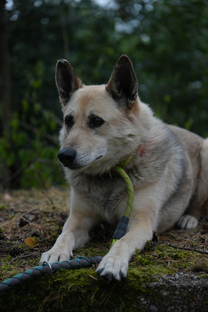 WOLFI