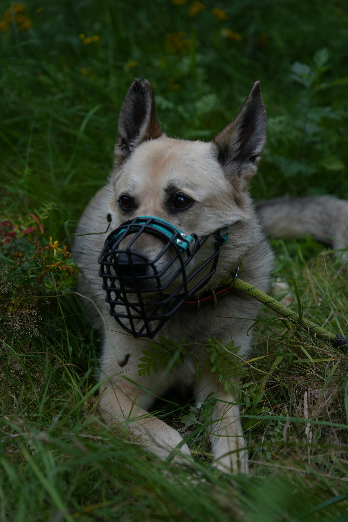WOLFI