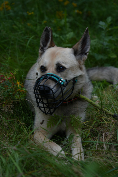 WOLFI