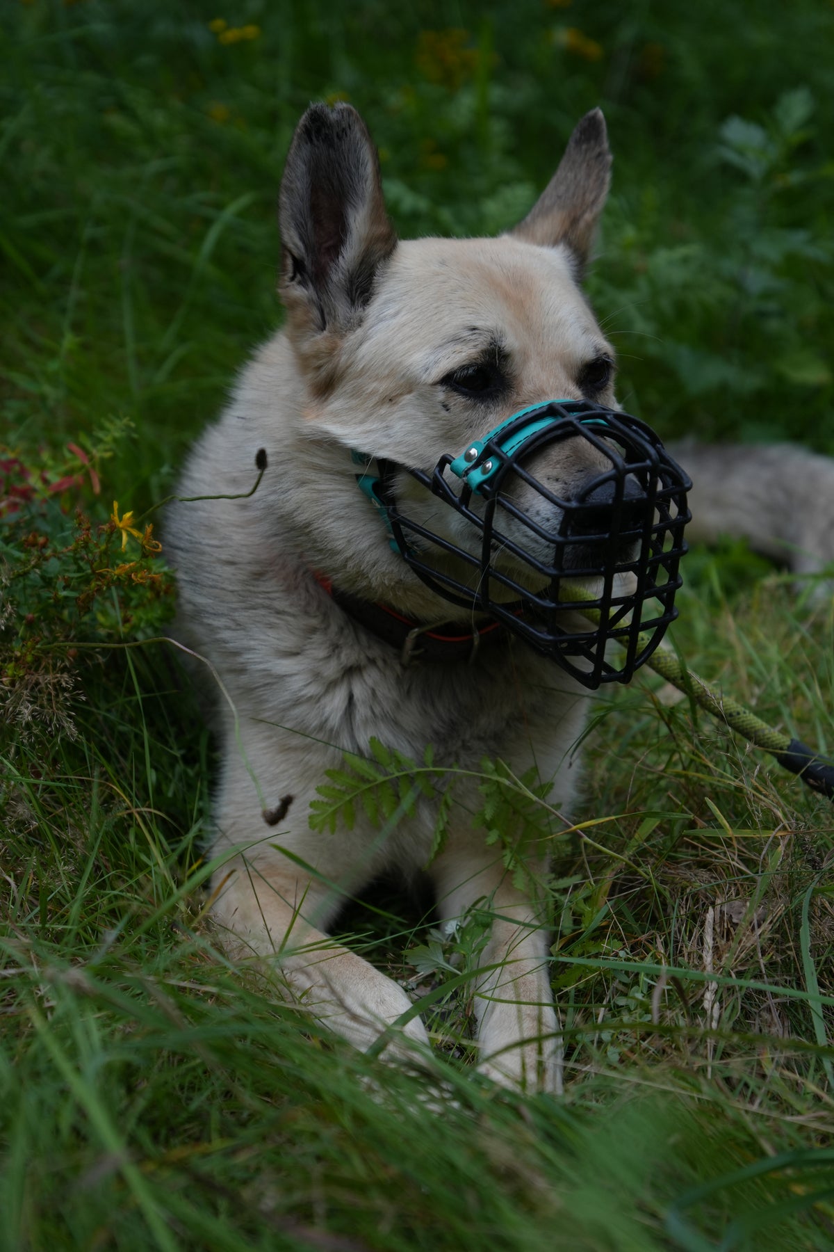 WOLFI