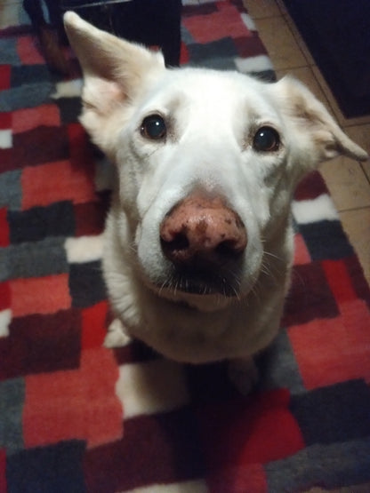 CHICO