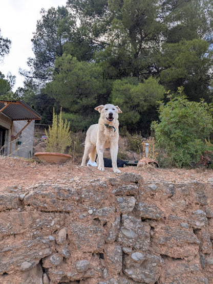 CHICO