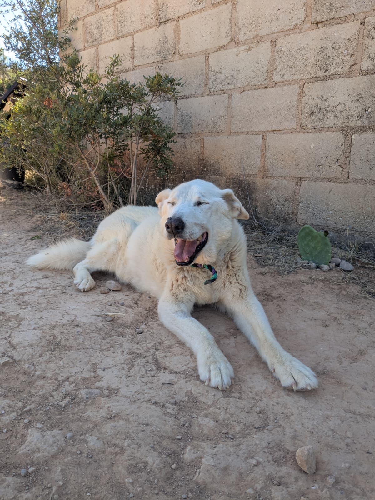 CHICO