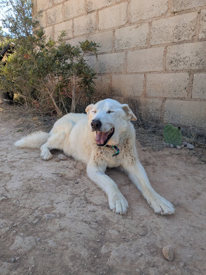 CHICO