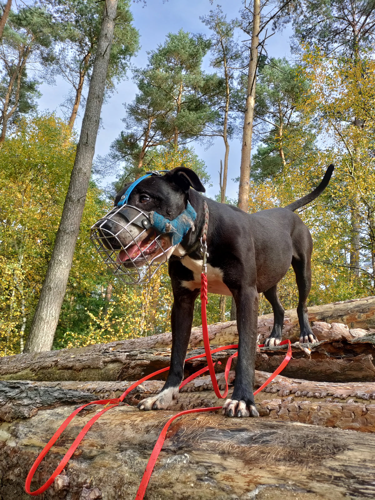 TYSON