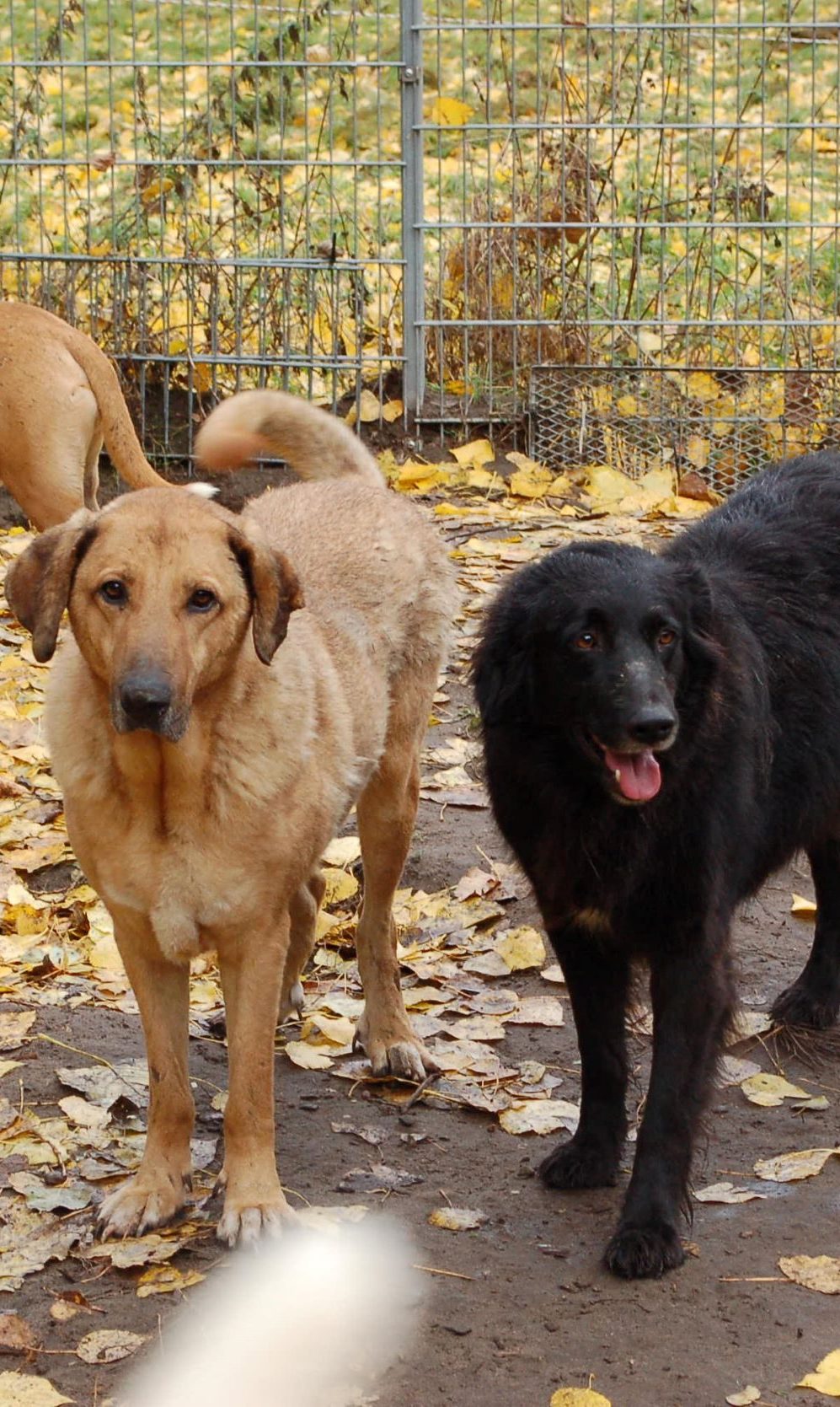CASPAR & ZEUS