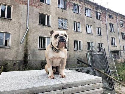 HUGO