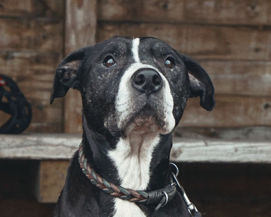 TYSON
