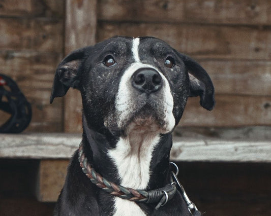 TYSON