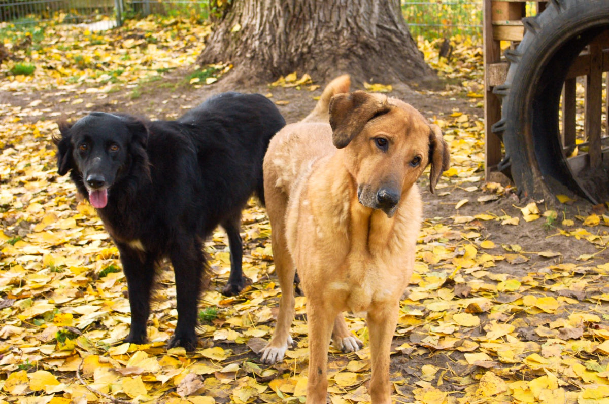 CASPAR & ZEUS