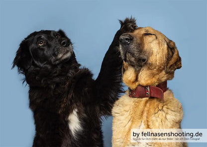 CASPAR & ZEUS