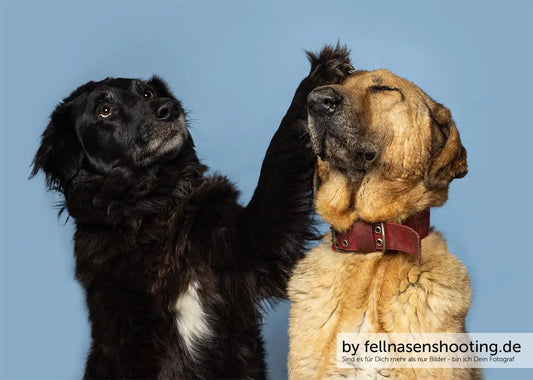 CASPAR & ZEUS